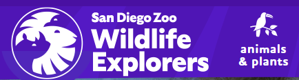San Diego Zoo Cams